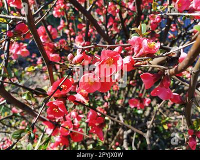 Wunderschöne rosa und rote Henomeles-Blumen. Sträucher ohne Blätter blühen im Frühling. Zarte Blütenblätter und gelbe Stäbchen und Pistillen mit Nektar. Grußkarte oder Blumenstrauß. Symbol der erwachenden Natur. Stockfoto