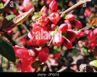 Wunderschöne rosa und rote Henomeles-Blumen. Sträucher ohne Blätter blühen im Frühling. Zarte Blütenblätter und gelbe Stäbchen und Pistillen mit Nektar. Grußkarte oder Blumenstrauß. Symbol der erwachenden Natur Stockfoto