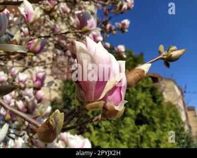 Wunderschöne blühende rosa Blumen und Magnolienknospen auf Ästen ohne Blätter. Blauer Himmel und Sonnenlicht. Hochzeitseinladung oder Grußkarte ab März 8. Anfang des Frühlings. Zarte weiße Blütenblätter Stockfoto