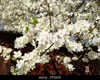 Wunderschöne weiße Frühlingsblumen. Üppig blühende Kirschen, Aprikosen, Pflaumen. Frühlingsfest. Japanische Tradition. Grußkarte, Layout oder Blumenhintergrund. Zarte Blütenblätter mit Pistillen und Stäbchen Stockfoto