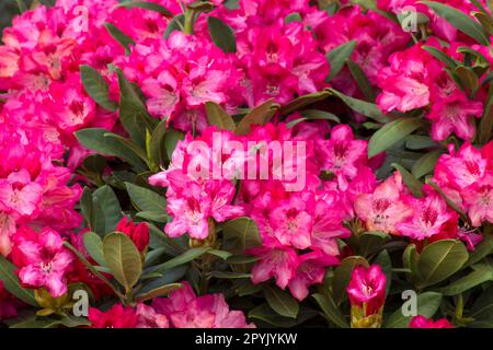 Blühende rosafarbene Rhododendron-Blüten in einem Garten Stockfoto