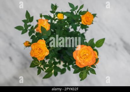 Gartenrosen. Helle, gut gepflegte Blumen auf hellem Hintergrund. Sommerliche helle Farben. Orange Rosen in voller Blüte, Draufsicht Stockfoto