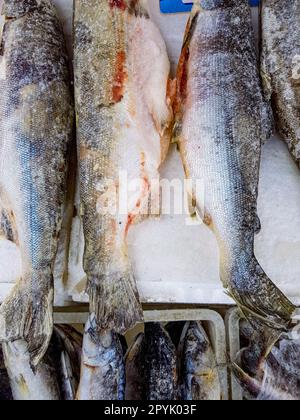 Gefrorene Kadaver von rotem Fisch liegen auf Eis auf der Theke des Fischmarktes, Draufsicht, Nahaufnahme, vertikal Stockfoto