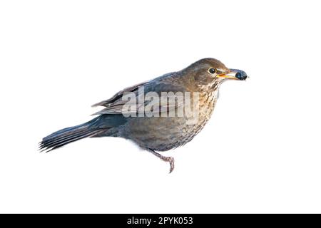 Vogeldrossel gekürzt. Um die Komposition zu verwenden. Isoliertes Tier. Braune Federn. Ein Tier Stockfoto