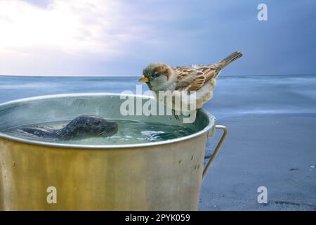 Mit einem Eimer, auf dem ein Sperling und eine Schwimmrobbe sitzen. Das Meer Stockfoto