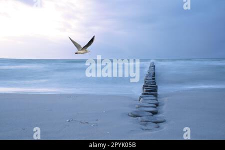 Komposition an der Ostsee mit groyne und langjähriger Exposition. Im Himmel eine Möwe. Stockfoto