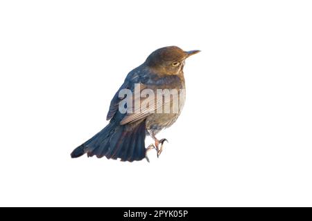 Vogeldrossel gekürzt. Um die Komposition zu verwenden. Isoliertes Tier. Braune Federn. Ein Tier Stockfoto