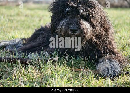 Schwarzer Goldendoodle liegt auf dem Rasen mit einem Stock. Treuer Begleiter, Therapiehund Stockfoto