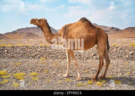 Hellbraunes Kamel grast auf kleinen Grasflächen in der trockenen Wüste, kleine Hügel in der Ferne, typische Landschaft nahe Al Qrash, Saudi-Arabien Stockfoto