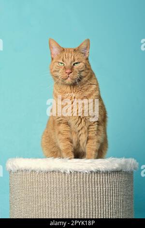 Lustige rote Katze, die auf dem Kratzpfahl sitzt, mit mürrischem Gesichtsausdruck. Vertikales Bild. Stockfoto