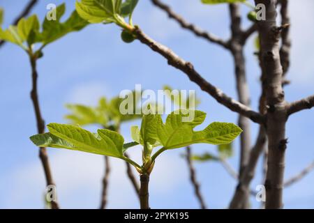 Die ersten zarten Feigenblätter und kleinen Feigen auf einem Feigenbaum, Provinz Alicante, Costa Blanca, Spanien Stockfoto