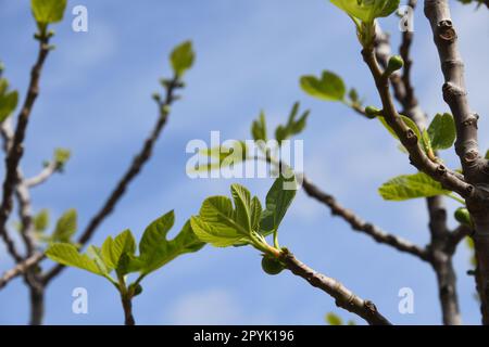 Die ersten zarten Feigenblätter und kleinen Feigen auf einem Feigenbaum, Provinz Alicante, Costa Blanca, Spanien Stockfoto