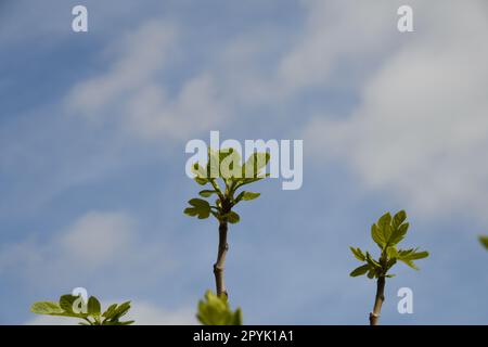 Die ersten zarten Feigenblätter und kleinen Feigen auf einem Feigenbaum, Provinz Alicante, Costa Blanca, Spanien Stockfoto