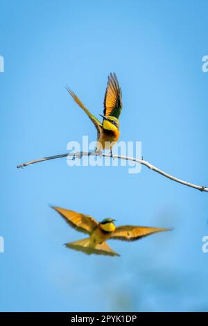 Der kleine Bienenfresser fliegt unter einem anderen, der abhebt Stockfoto