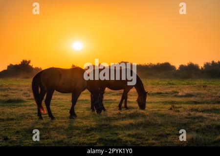 Zwei Pferde stehen auf einem Feld und weiden am frühen Morgen, Sonnenaufgang, Polen Stockfoto