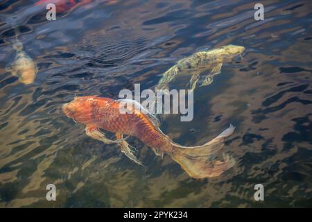 Großes farbiges Koi in einem Teich. Koi sind Fische, die Karpfen ähneln. Stockfoto