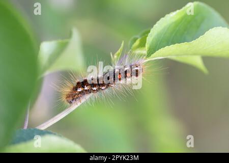 Die Raupe eines Goldnachts auf einer Pflanze. Eine Raupe mit Schmetterlingen und vielen Haaren. Stockfoto