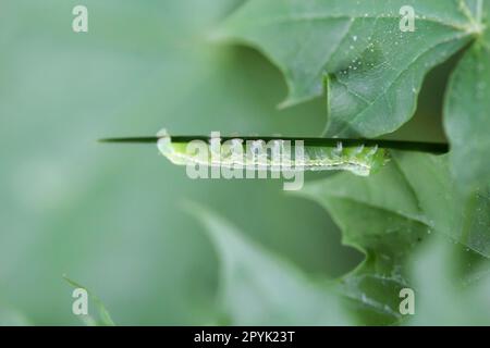 Eine grüne Raupe eines Schmetterlings, der sich unter Blättern versteckt. Stockfoto