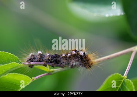 Die Raupe eines Goldnachts auf einer Pflanze. Eine Raupe mit Schmetterlingen und vielen Haaren. Stockfoto