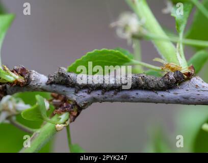 Wahrscheinlich eine Raupe der Hawthorn Eule, ein Schmetterling auf einem Ast. Stockfoto