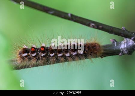 Die Raupe eines Goldnachts auf einer Pflanze. Eine Raupe mit Schmetterlingen und vielen Haaren. Stockfoto