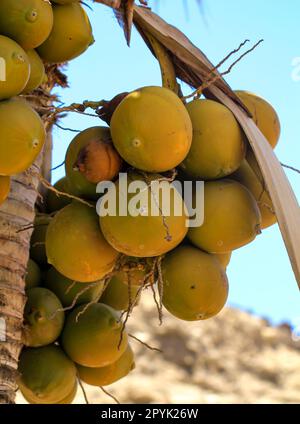 Viele Kokosnüsse, Palmenfrüchte auf einer Palme. Detail einer Palme. Stockfoto