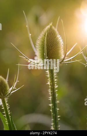 Die Blume des wilden Kardons ( Dipsacus fullonum) auf einer Wiese. Stockfoto