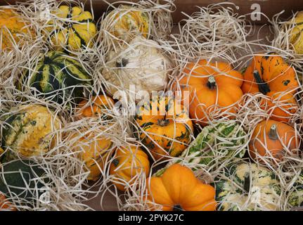 Reife Kürbisse, die auf dem Bauernmarkt in Cremona, Lombardei, Italien, an einem Straßenstand verkauft wurden Stockfoto