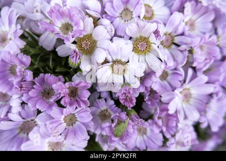 Blaue Blumen in der Natur Stockfoto