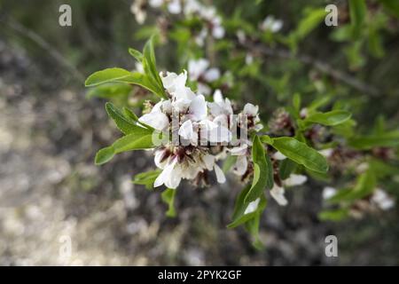 Weiße Mandelblüte Stockfoto