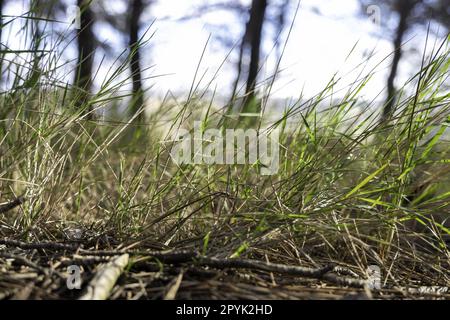 Grüner Rasen in den Wald Stockfoto