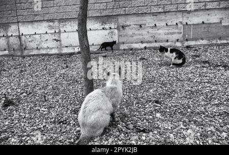 Schwarz-weiß-graue Katze Stockfoto