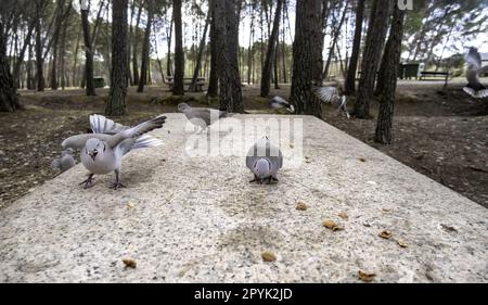 Tauben essen im Wald Stockfoto