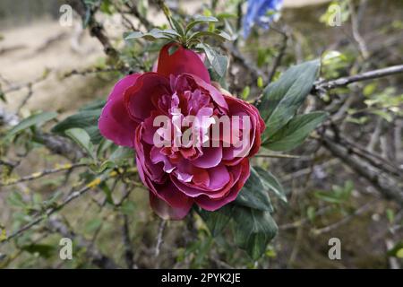 Vintage-Blumenstrauß Stockfoto