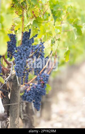 Weintrauben Cabernet Sauvignon zur Erzeugung von Weinen höchster Qualität in Bordeaux, Frankreich Stockfoto