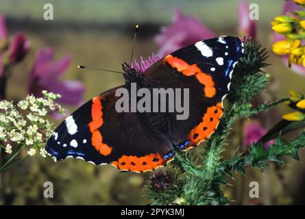 Roter Admiral, Vanessa atalanta, auf Blüten Stockfoto
