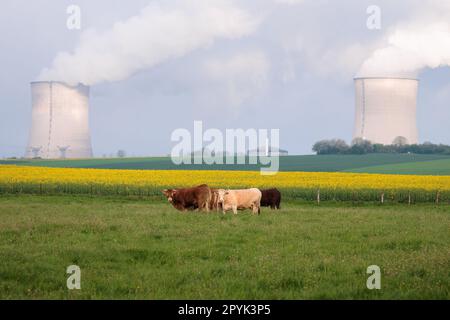 Französische Kühe auf einer Wiese und die rauchigen Kamine des Kernkraftwerks in Cattenom Stockfoto