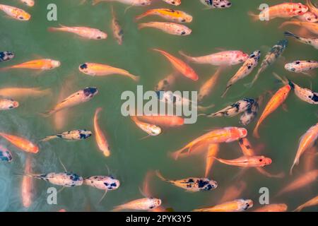 Blick von oben auf Niltilapia-Fische auf dem Bauernhof, die zur Fütterungszeit im Aquakulturteich auf Essen warten. Süßwasserfische im Aquakulturteich. Süßwasserfische warten auf Fütterung. Futtermittelindustrie. Bewölktes Wasser. Stockfoto