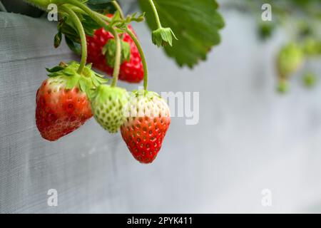 Schließen Sie japanische Erdbeerpflanzen in der Saatschale. Moderne landwirtschaftliche Anbaumethoden in Innenhöfen. Stockfoto