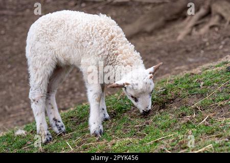 Lamm grast auf dem Gras Stockfoto