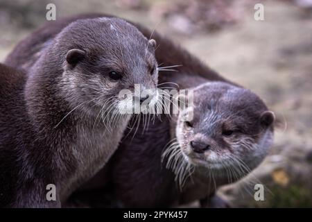 Zwei asiatische kleine Klauenotter, Aonyx cinereus Stockfoto