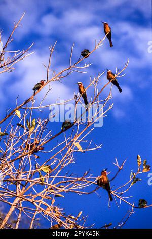 - Weißer Bienenfresser Stockfoto