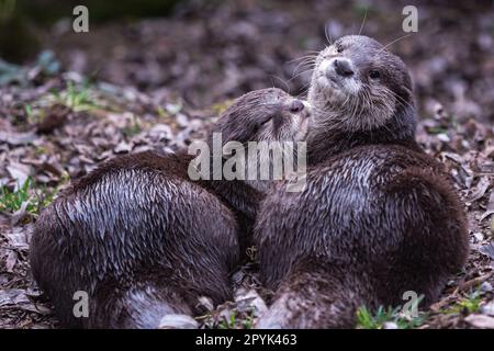 Zwei asiatische kleine Klauenotter, Aonyx cinereus Stockfoto