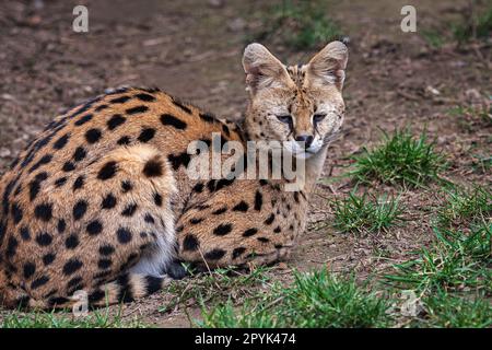 Serval liegt im Gras, Leptailurus Serval Stockfoto