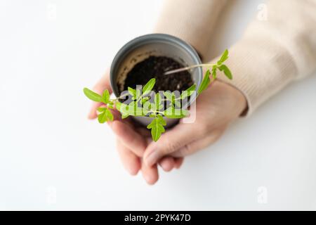 Wir bauen zu Hause Tomatensämlinge an. Eine weibliche Hand hält einen Tomatensprossen mit Wurzeln in einem Plastikbecher. Landwirtschaftliche Vorbereitungsarbeiten. Stockfoto