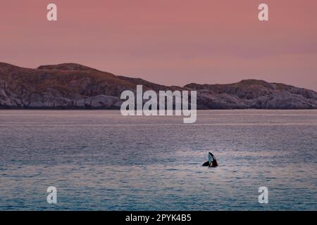 Wilde Killerwale auf den Lofoten-Inseln, Norwegen Stockfoto