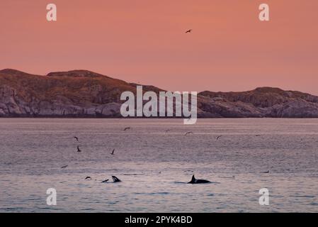 Wilde Killerwale auf den Lofoten-Inseln, Norwegen Stockfoto