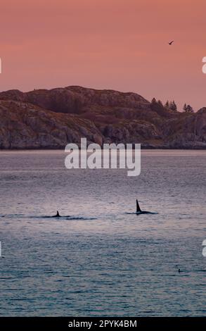 Wilde Killerwale auf den Lofoten-Inseln, Norwegen Stockfoto