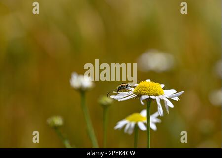 Ein Rotkäfer auf einer Blume in der Natur Stockfoto