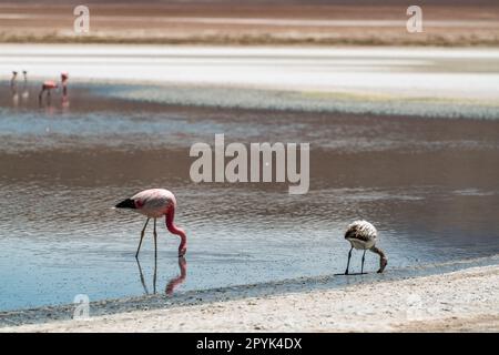 Wüstenlandschaft und Tierwelt der altiplanischen Lagunen in Bolivien Stockfoto